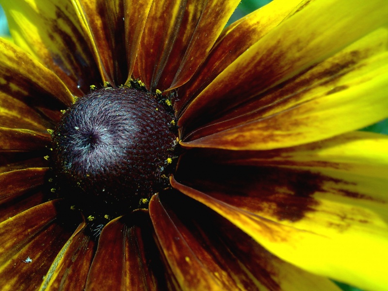 Sonne in der Handfläche