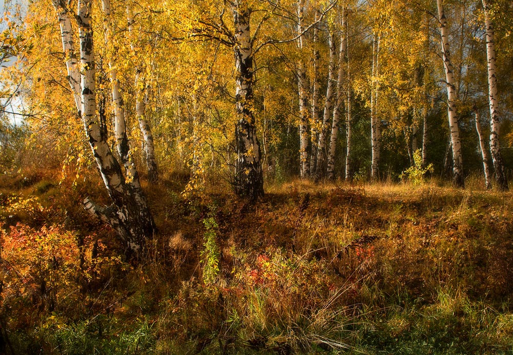 Birch Herbst