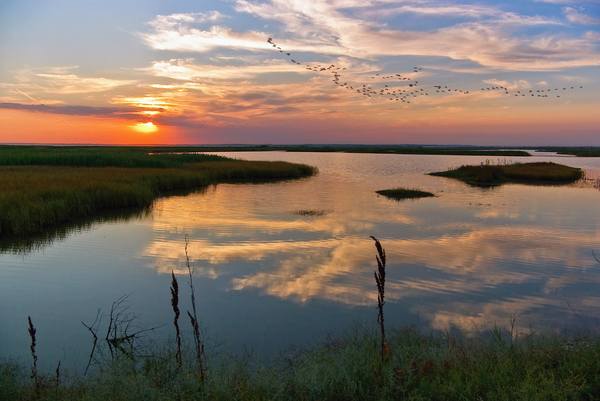 Oh letili Wildgänse ...