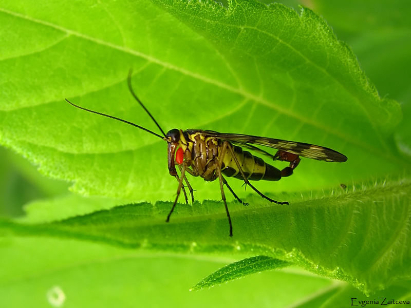 Skorpionnitsa und Parasiten
