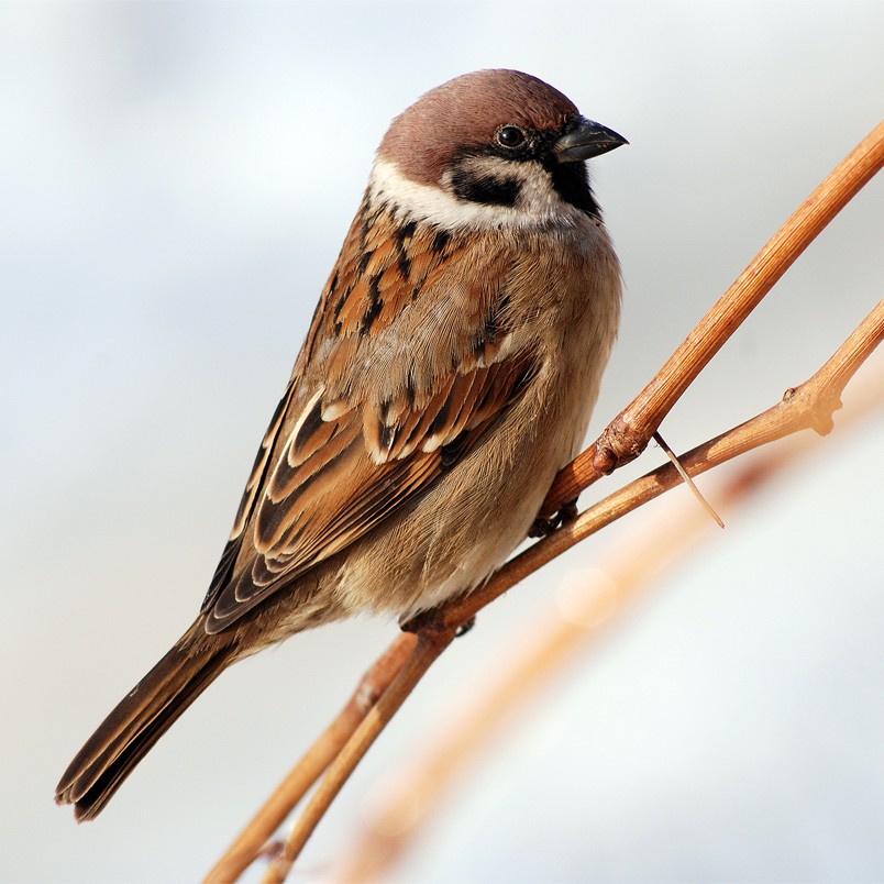 Passer montanus