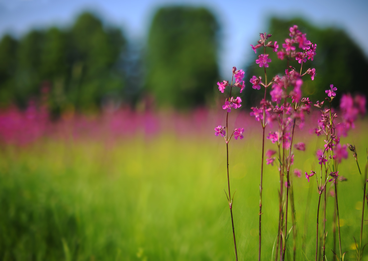 Auf einer Sommerwiese