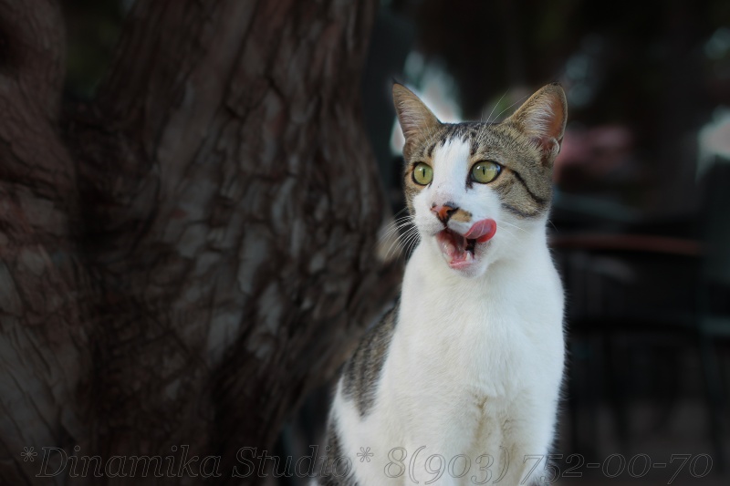 Er schaut rechts - ein Lied singen ...