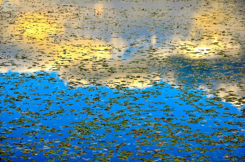 Sky im Teich