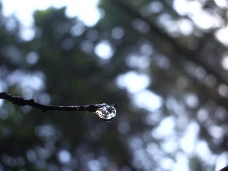 Die Welt in einem Tropfen