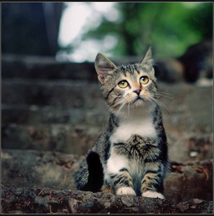 Traurigkeit Gurzuf Katze