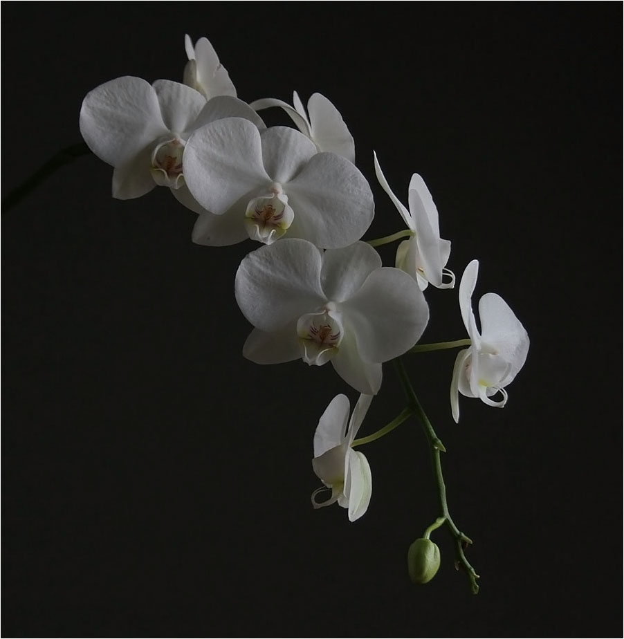 Flower kalten Marmor .....