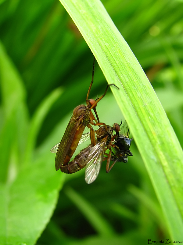 Sollte eine Dame zu behandeln