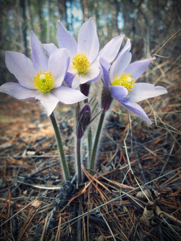 der Geruch von Frühling ..