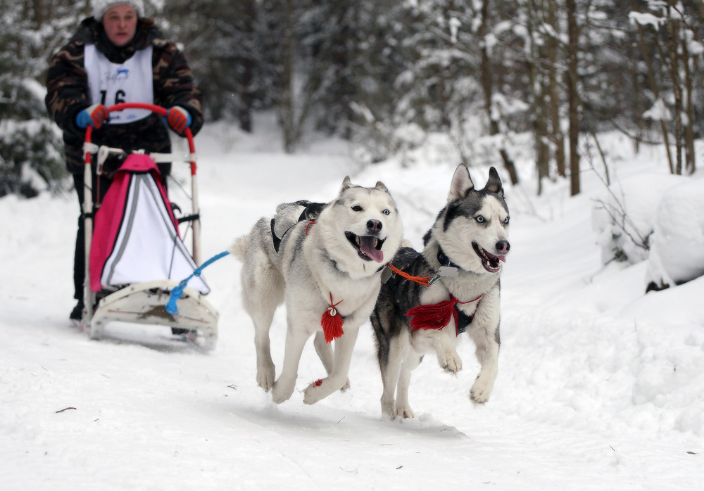 wind in his ears, blood on his paws