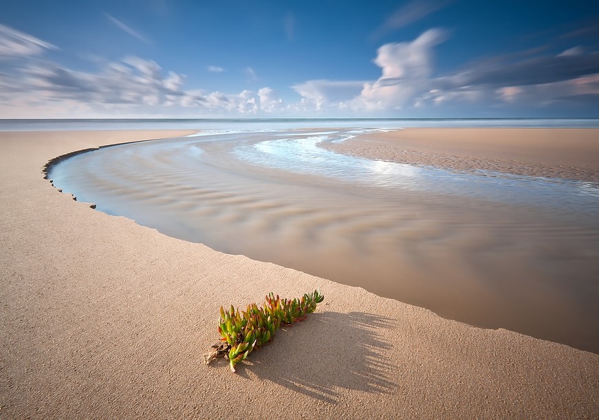 In Erwartung des Frühlings.