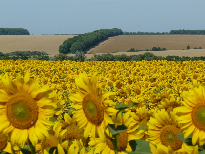 nur Sonnenblumen ...