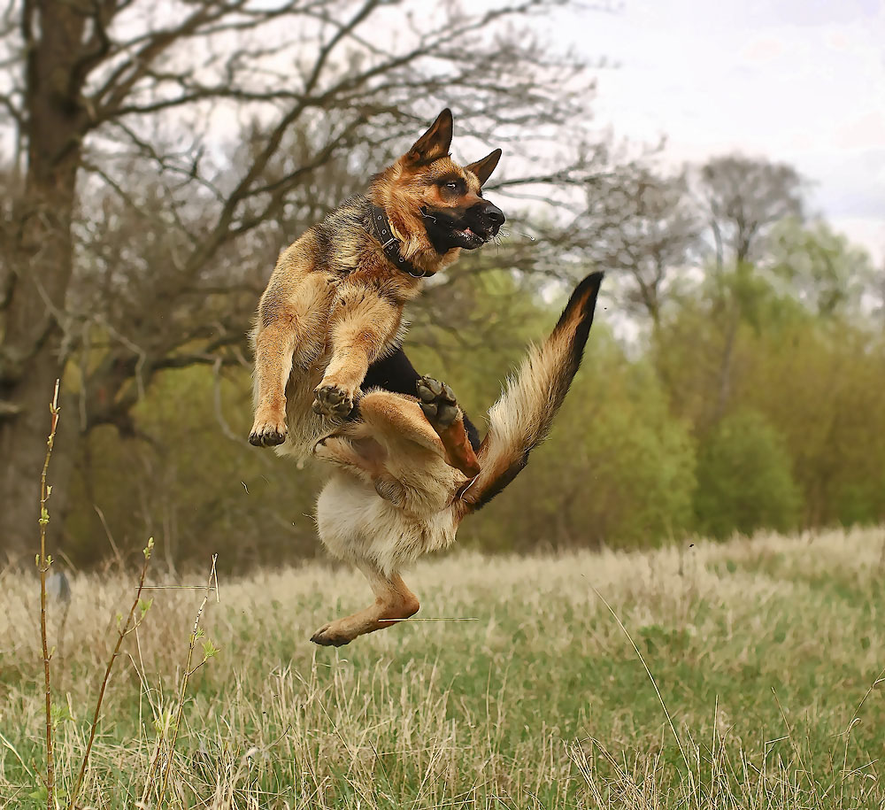 Hopak in deutscher Sprache