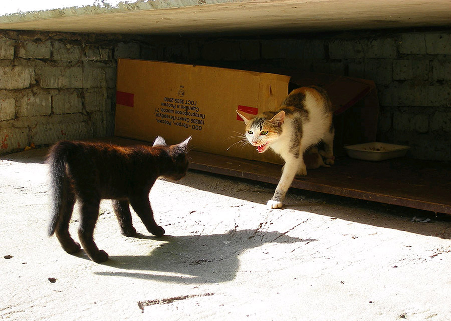 Rückkehr des verlorenen Sohnes