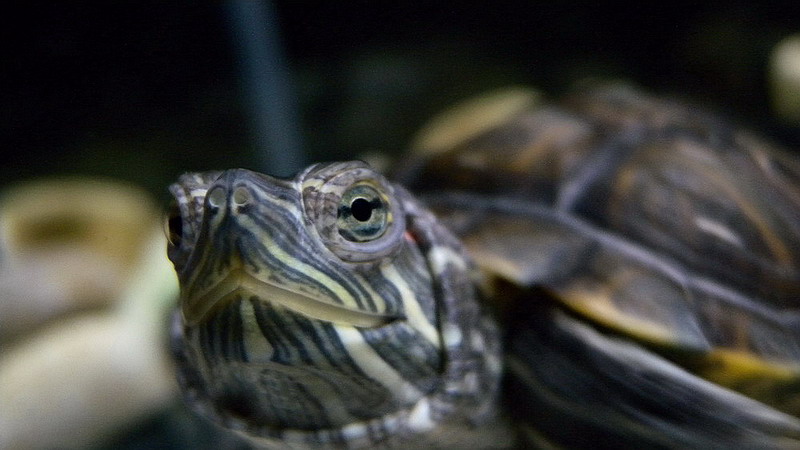 Krasnouhaya Schildkröte