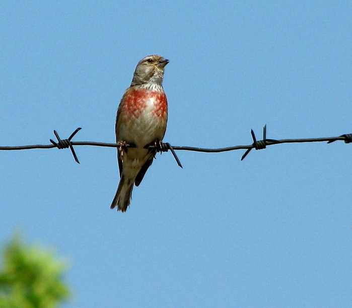 Lied für den Frieden