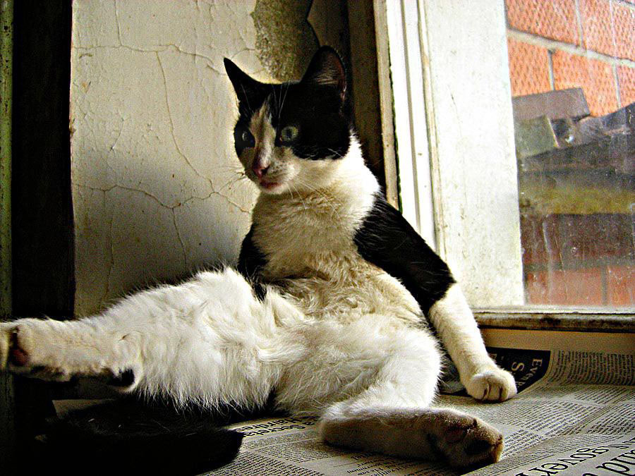 Unter den Narren zu leben!