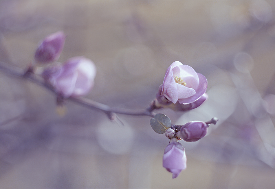 Hauch von Frühling ...