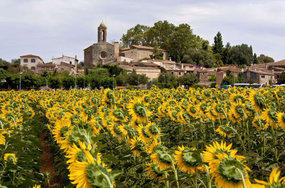 Blick auf die Burg Gala mit Sonnenblumenfelder