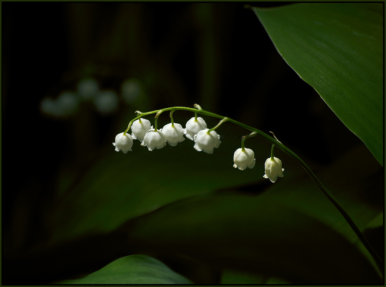 Zärtlichkeit des Waldes