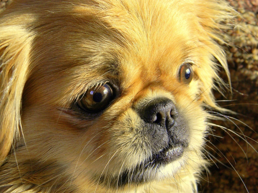 Traurigkeit Hund ...