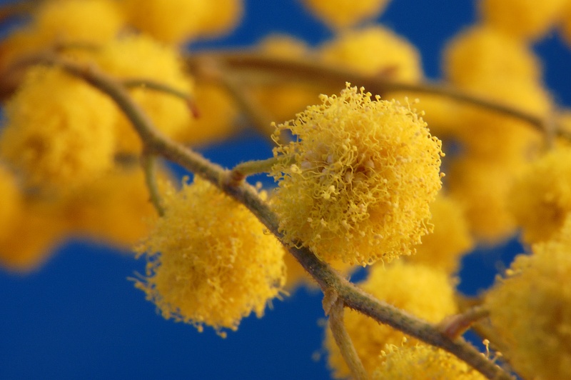 Mimose