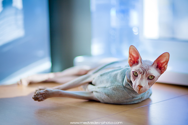 geliebtes Haustier. Siesta