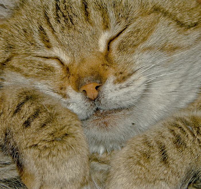 Ate, und Sie können schlafen ...