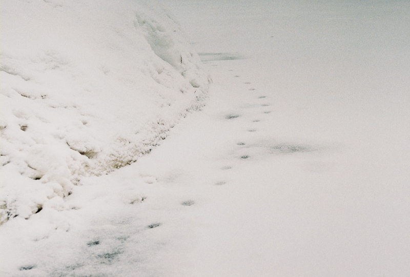 Die Spuren der unsichtbaren Tiere