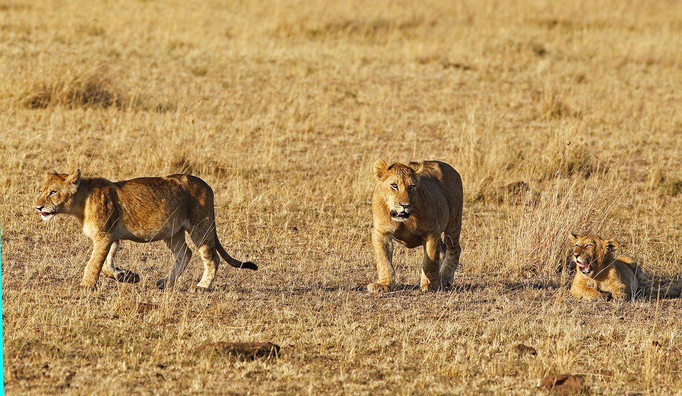 Mama, ich bin faul zu jagen!