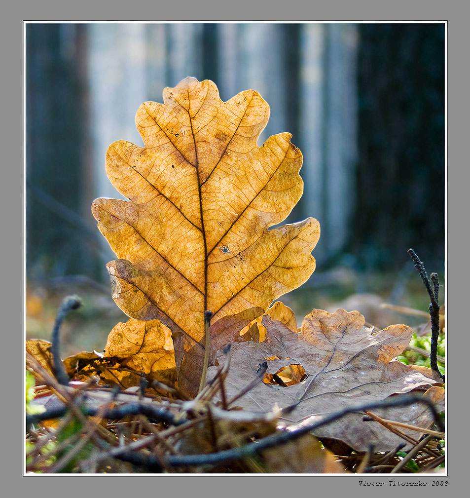 Beständig Eichenblatt.