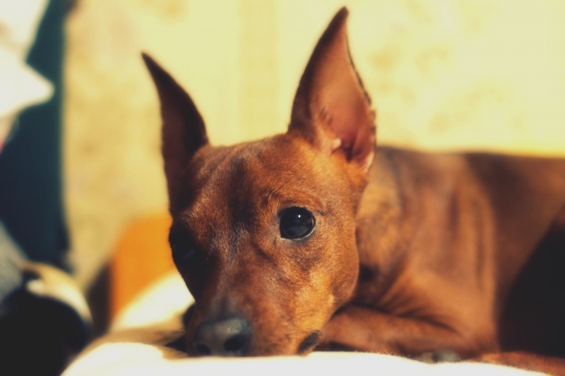 In den Augen der Hunde