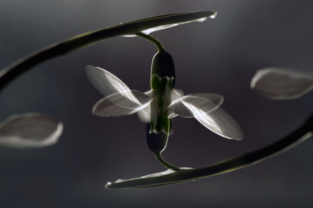 Der Frühling ist der Wunsch, geheiratet haben ...