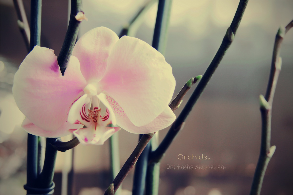 Orchids.