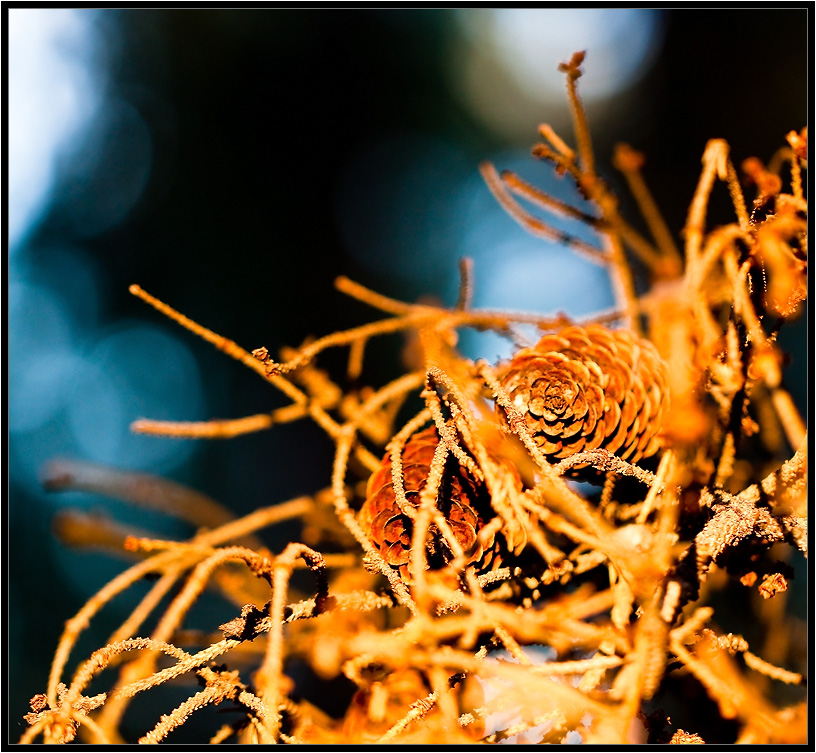 Klumpen von Gold ...