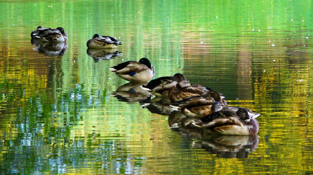 Ducks in der Disco:)