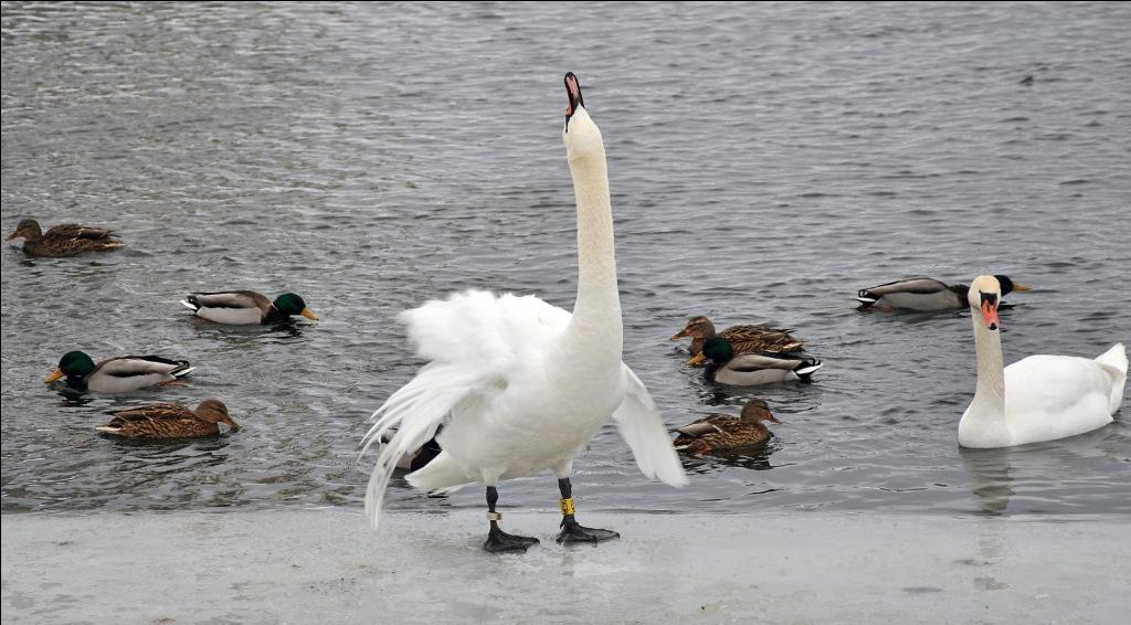 Elegant wie ........