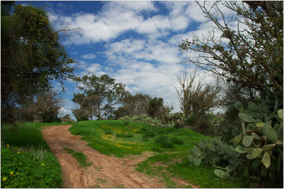 Als der Frühling kam in die Negev
