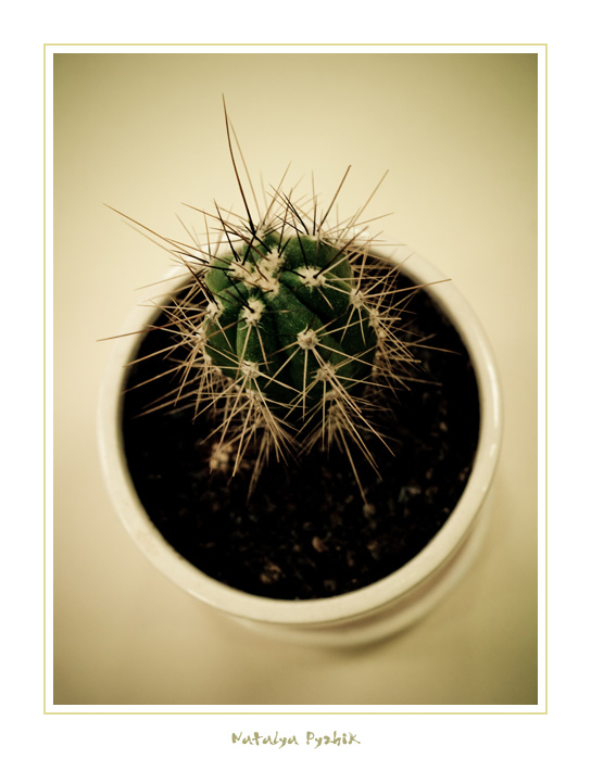 kaktusenok