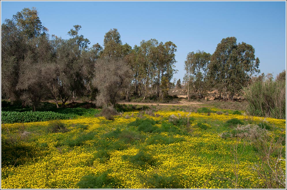 Als der Frühling kam in die Negev (2)