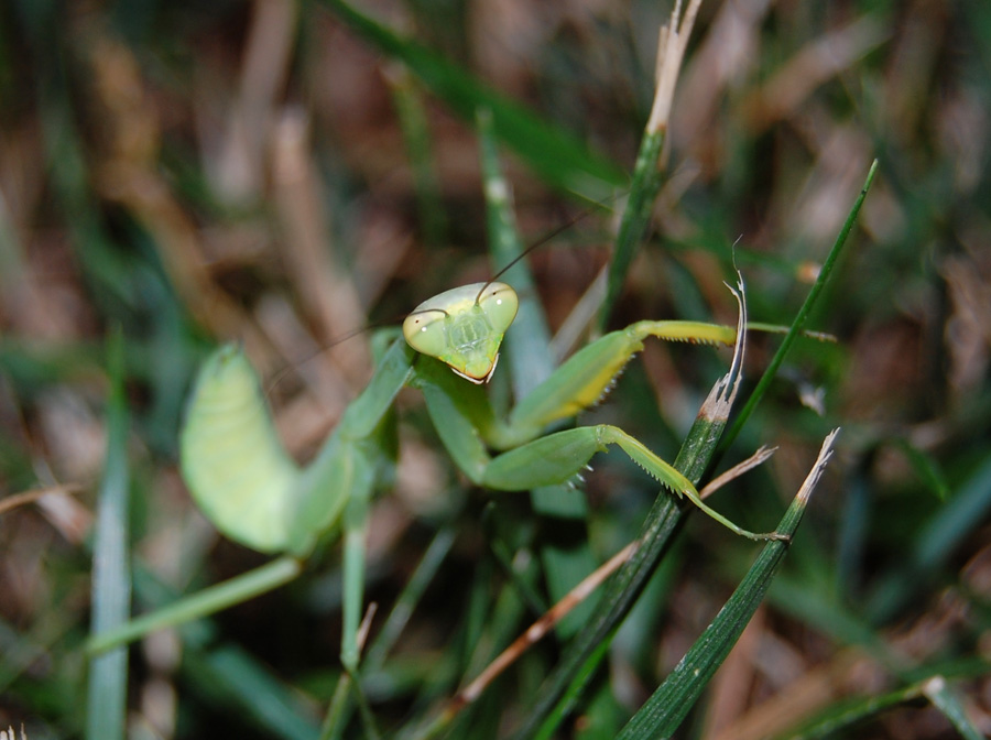 Smile Gottesanbeterin