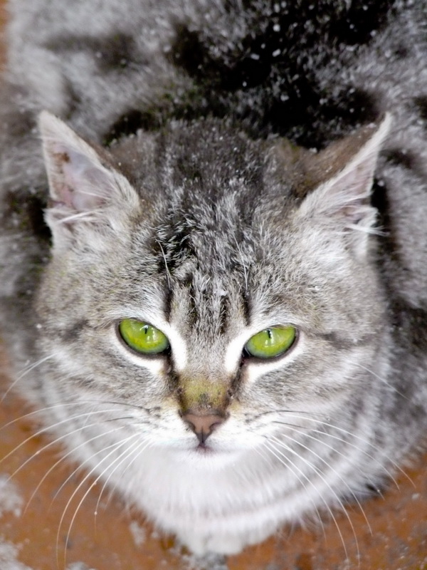 Winter pussycat ....