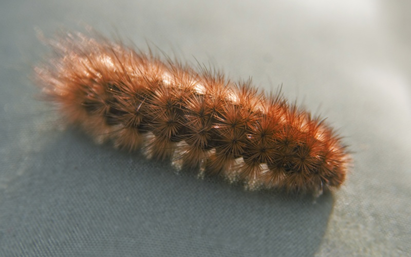 Caterpillar