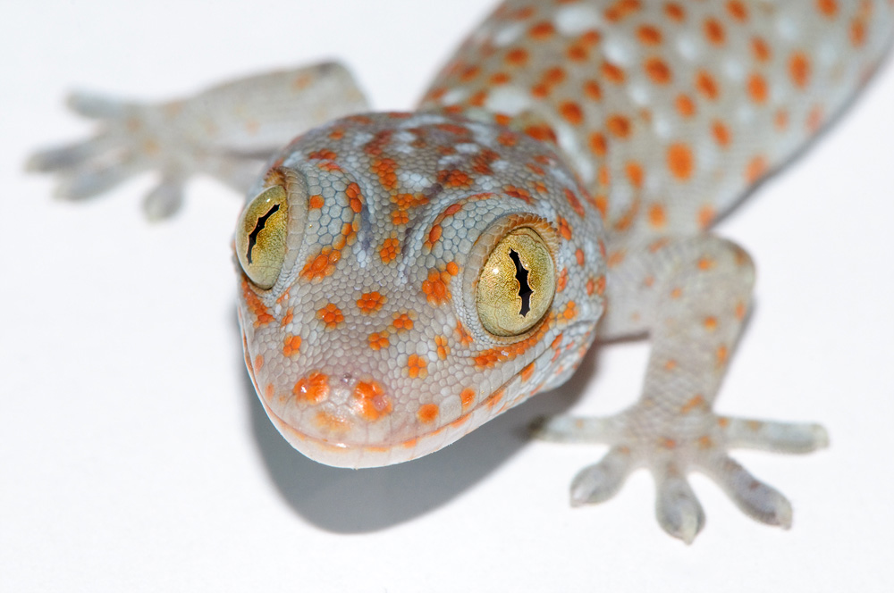 Gecko Ströme