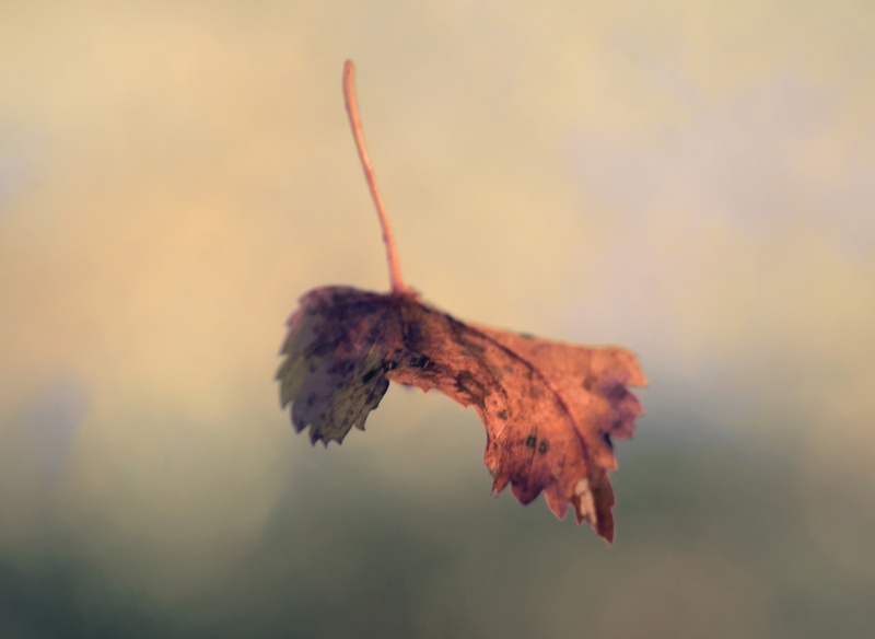 Mit Niederlassungen fallendes Blatt ...