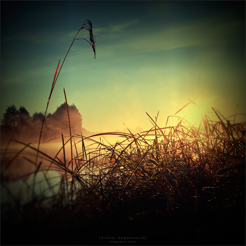 [ Where the Grass Grows ]