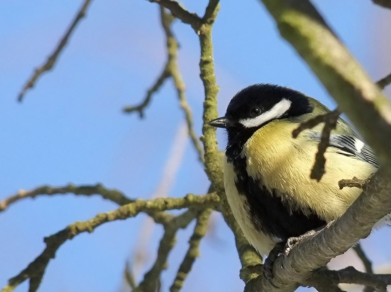 Meisen im Winter ...