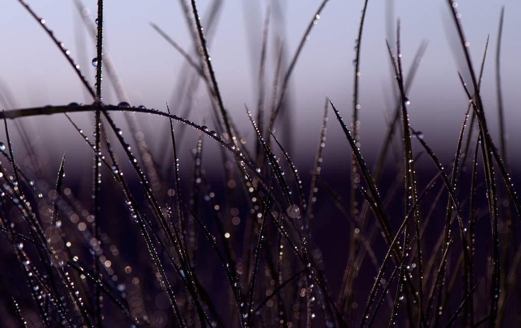 Frische, Zartheit ...