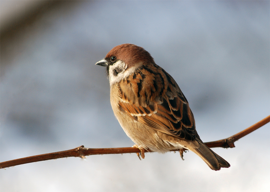 Field Sperling (Passer montanus)