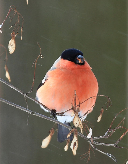 Dass sein Bruder, ungesüßt ...